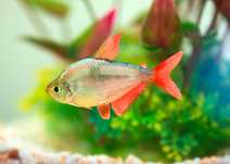 Conjunto de 4 Tetras Colombianos – Não vendo separados