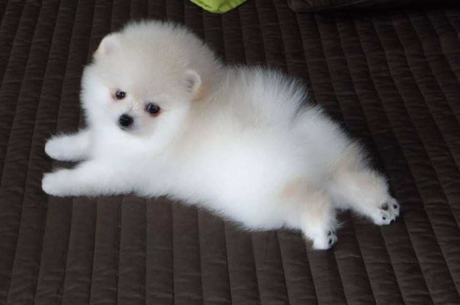 Przepiękne szczenięta pomeranian – szpic miniaturowy MINI MISIE