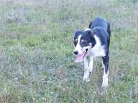 Oddam sukę border collie