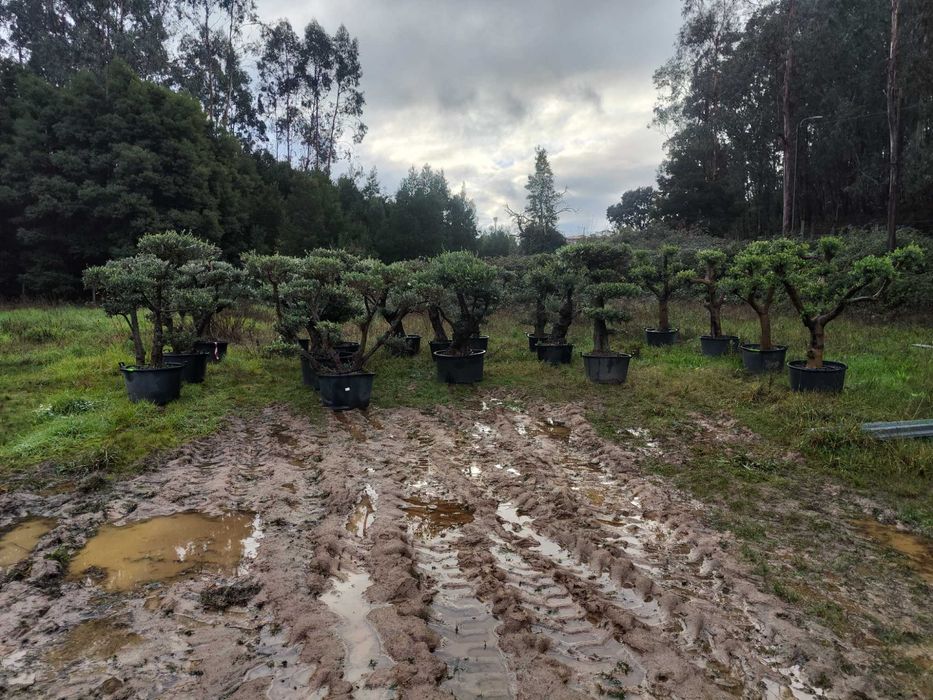 Vendo oliveiras Bonsais em vasos