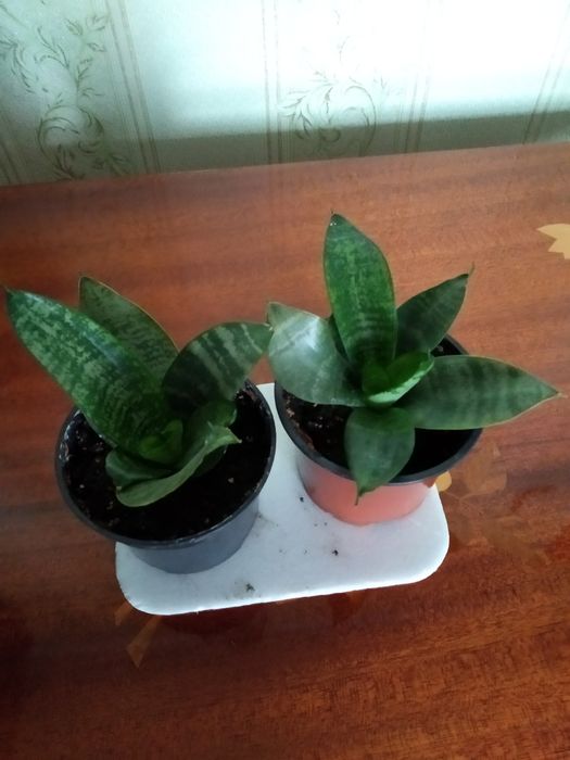 Вазон ,, сансав'єра низкоросла'' .