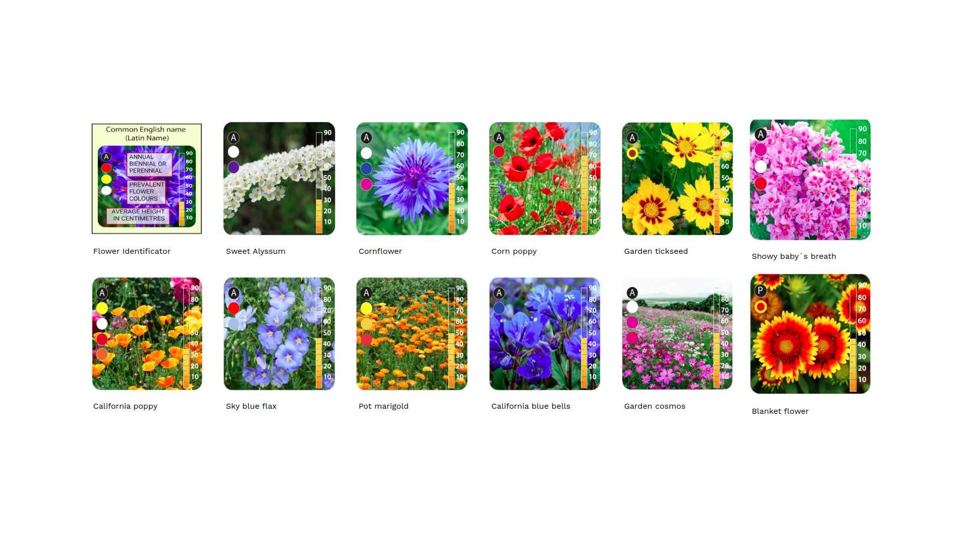 Kwiaty Polne Jednoroczne |Mata biodegradowalna | Łąki kwietne