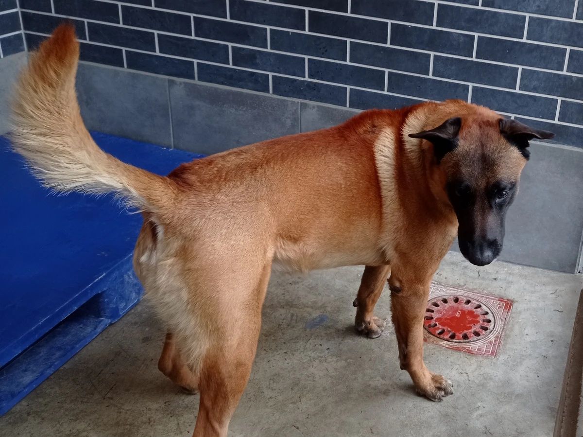 Aston w typie OB do adopcji!