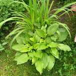 Hosta-funkia  sadzonka