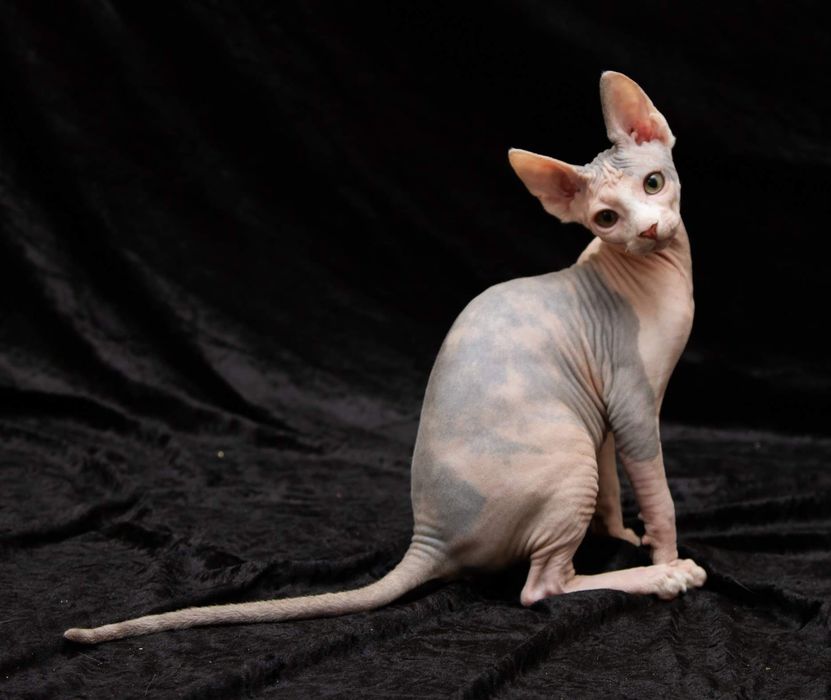 Канадочка красотка