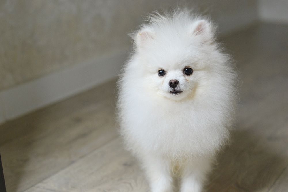 Померанський шпіц 8 міс