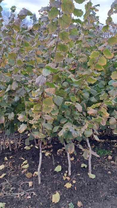 Продам саджанці фундука на ведмежому горісі.