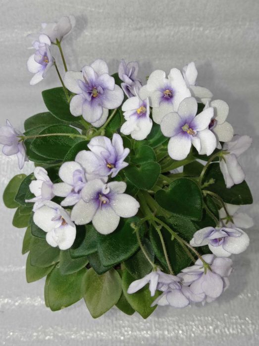 Фіалка сорт міні Robs penni ante