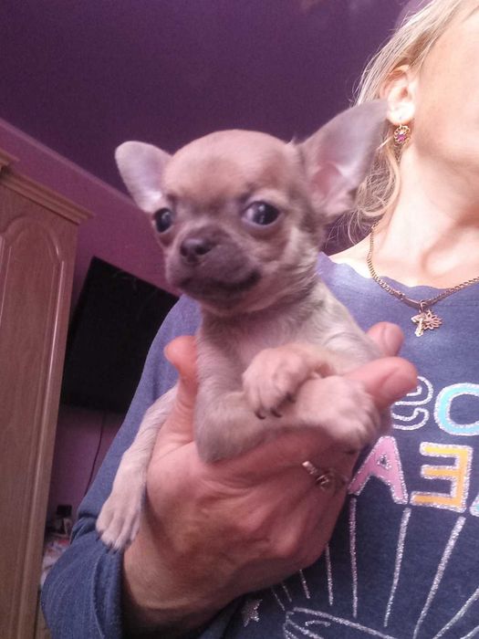 Мальчик мини.Чихуа-хуа.