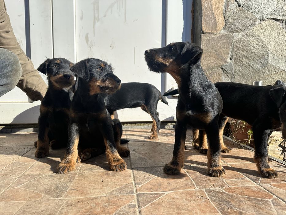 Цуценята Німецький ягдтерʼєр