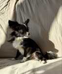 Chihuahua piesek xs