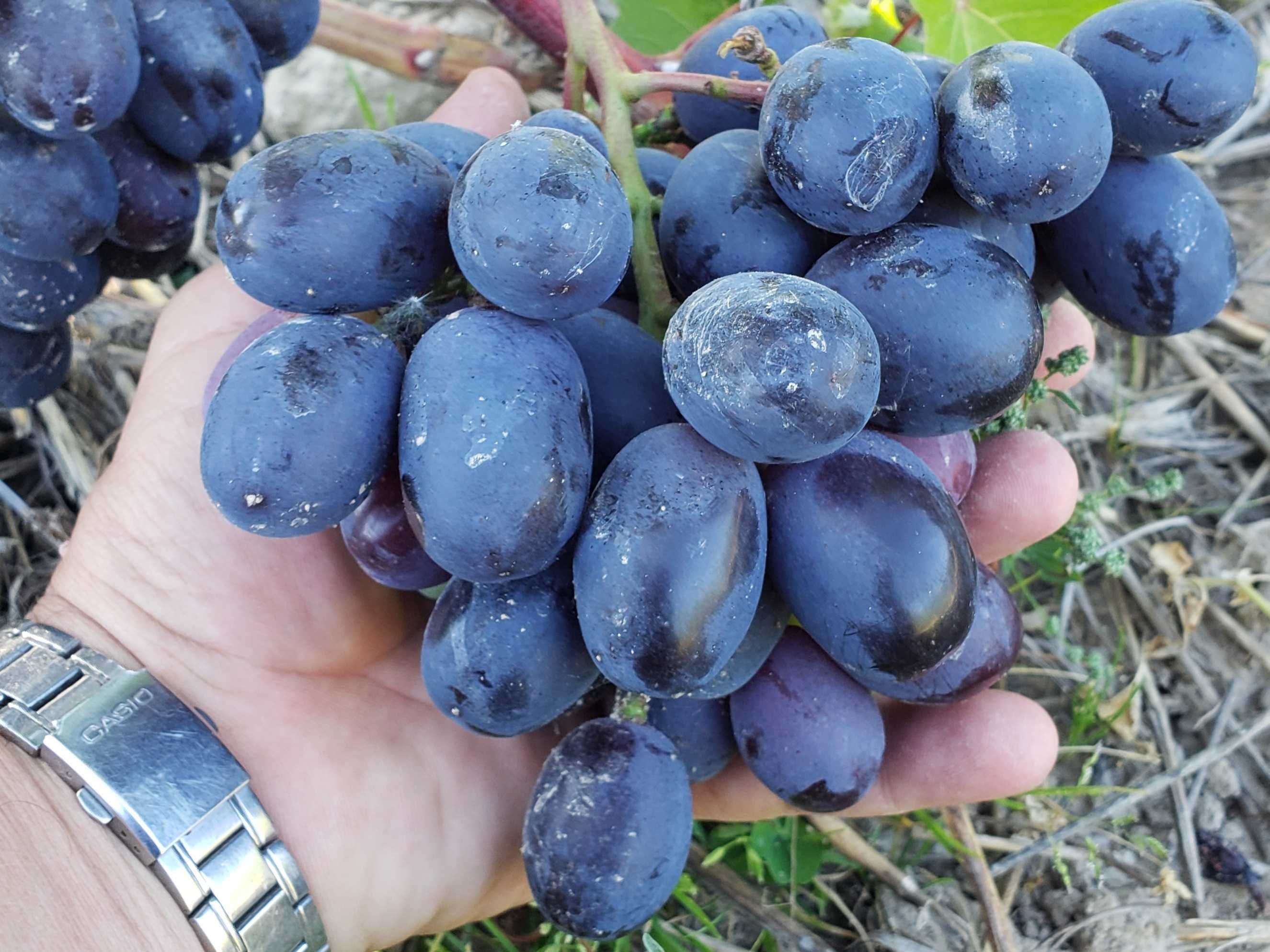 Sadzonki 2-letnie wielkoowocowych winorośli deserowych