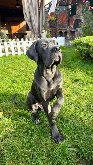 Цуценята Кане Корсо — 5 місяців, з документами