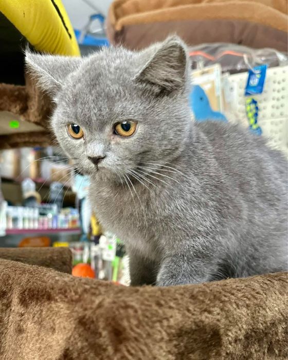 Scottish straight macho cinsa