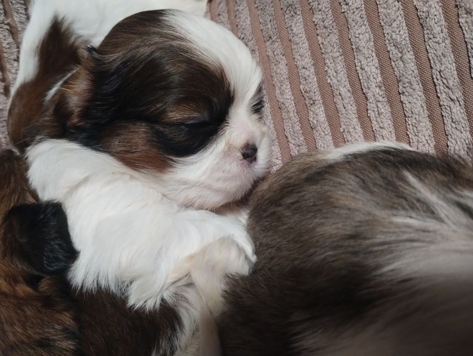 Shih tzu 100% prawdziwe rasowe cudeńka