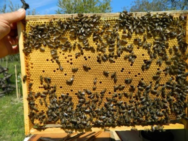Бджолопакети, бджоли "Карпатка"