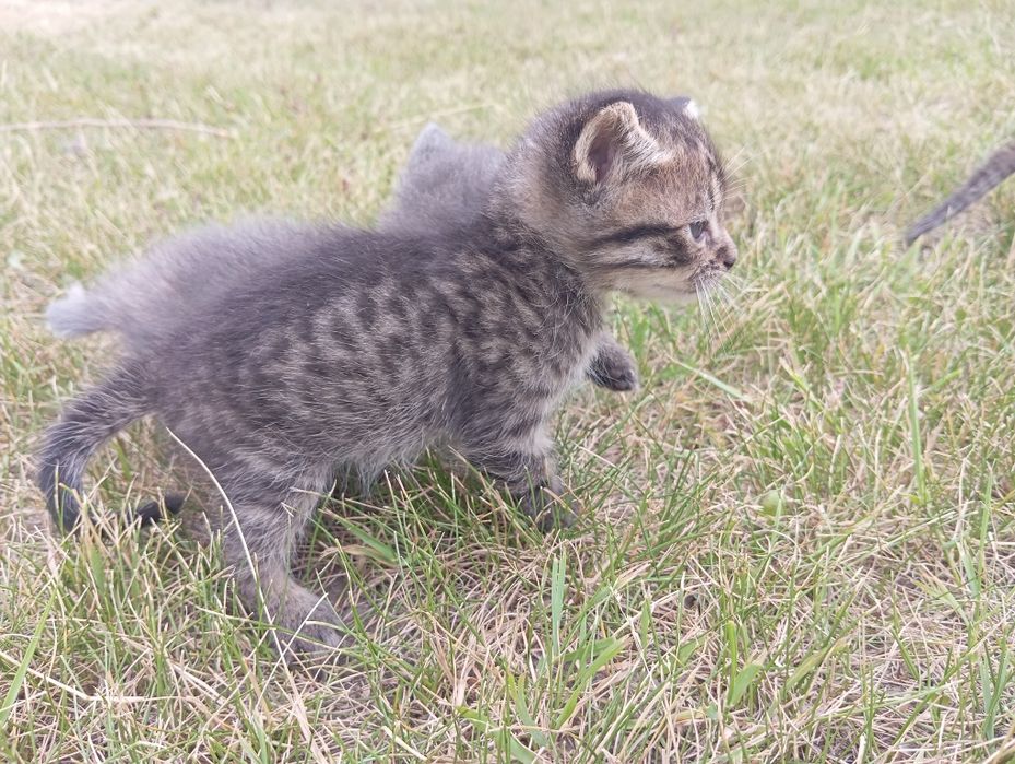 Котенята в добрі руки