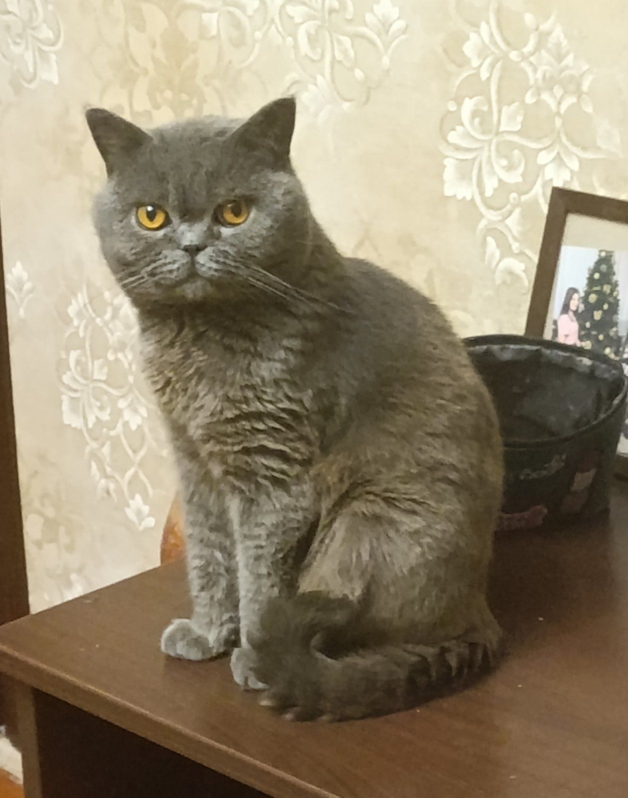 Шотландська прямовуха киця