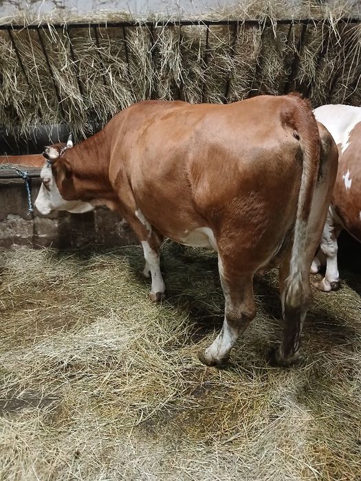 Krowa simental wiek 3 lata cielna do dalszej hodowli  okazja