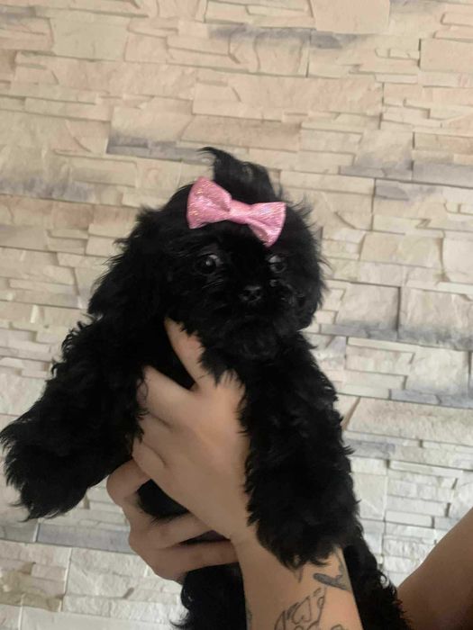 Shih tzu czekoladowe z rodowodem