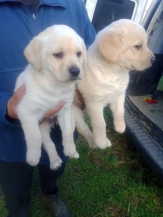 Продам лабрадорів