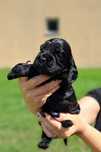 Cocker spaniel angielski