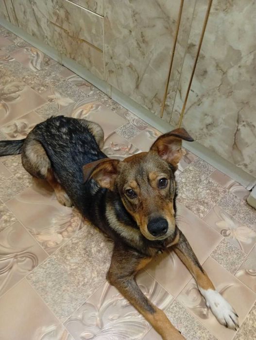 Віддам собаку в добрі руки.