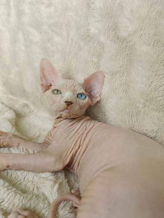 Різноокий хлопчик канадського сфінкса