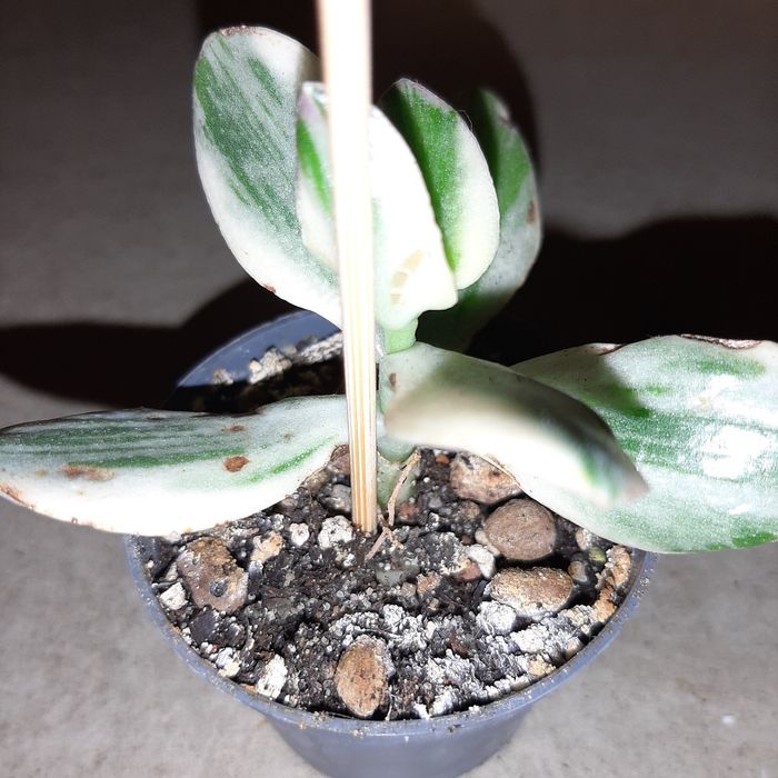 Crassula, grubosz ovata variegata tricolor