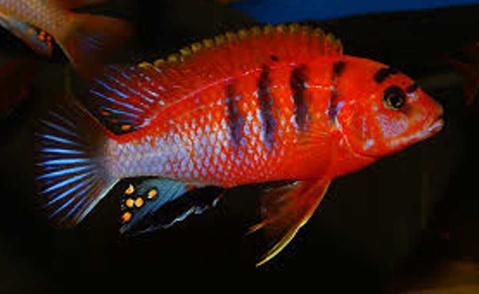 Labidochromis hongi SWEDEN - RED TOP - Pyszczak - dowozimy, wysyłamy