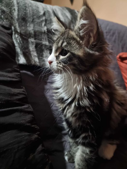 gato maine coon com lop