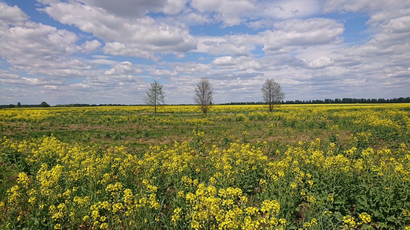 Продам 12 соток півтори години від Києва  Жит-ка обл.