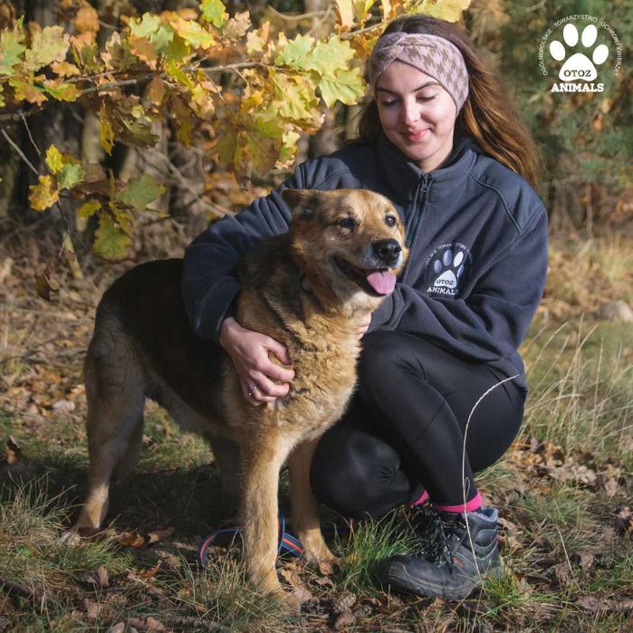 Miłek w typie owczarka niemieckiego szuka domu!