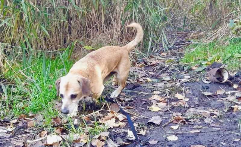 RUBI - w typie jamnika poleca się do adopcji