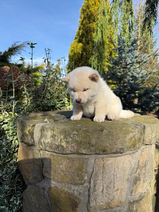 Szczeniaczki shiba Inu FCI