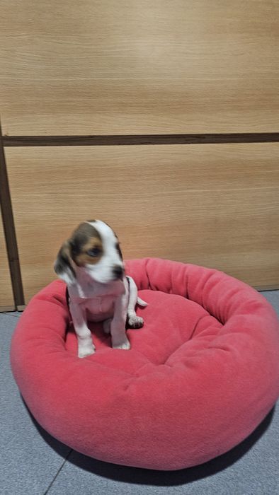 Beagle tricolor fêmea