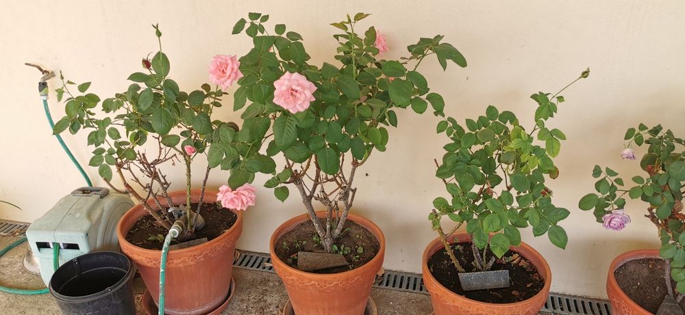 Vaso de barro com rosas