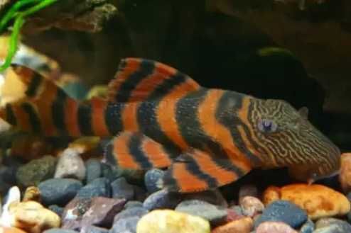 Zbrojnik L-397 - Glonojad do akwarium