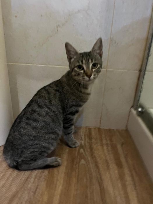 Gatinha 5 meses muito meiga esterilizada