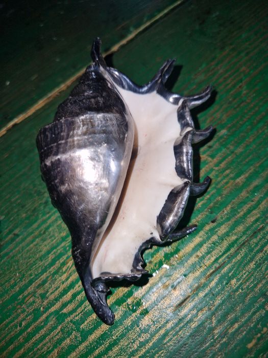 Ракушка Океанська.Велика