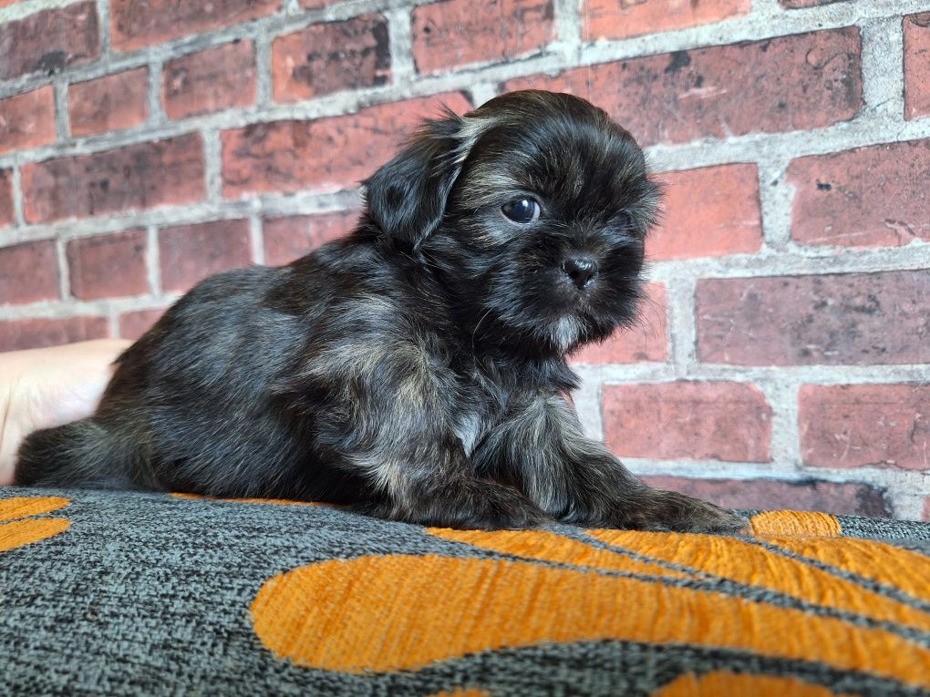 Shih-Tzu piesek brązowy