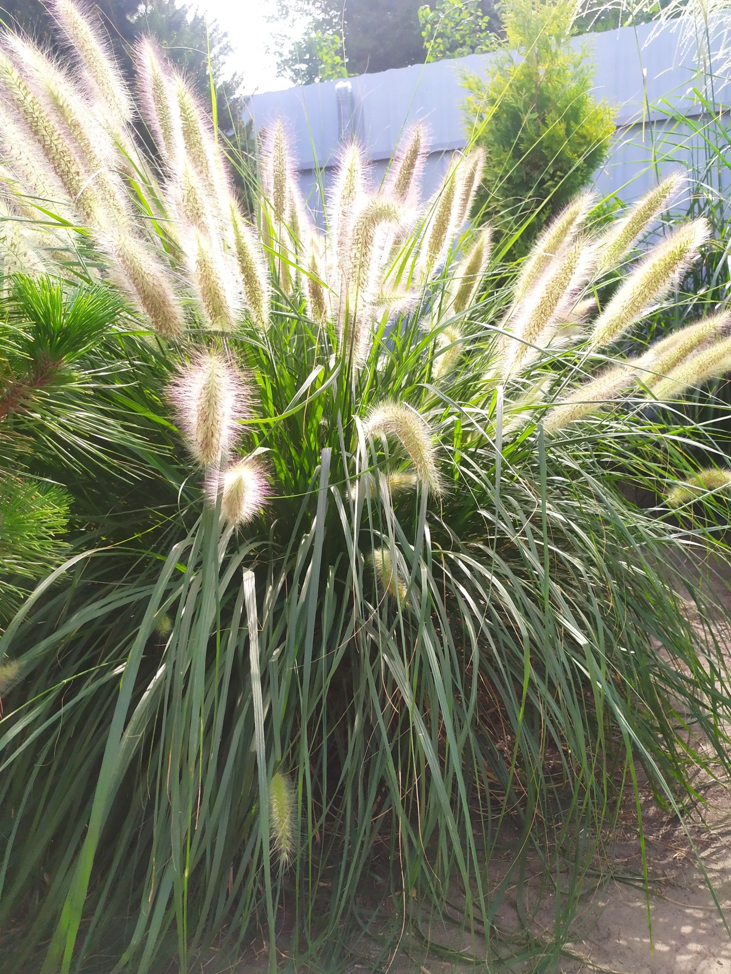 Пеннисетум (pennisetum alopecuroides) Лисий хвост, Пампасная трава