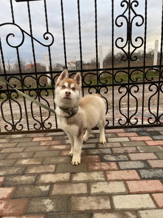 Хаски рижики