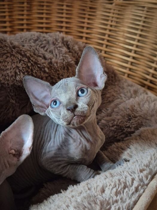 Kociak Sfinks Kanadyjski z rodowodem FPL