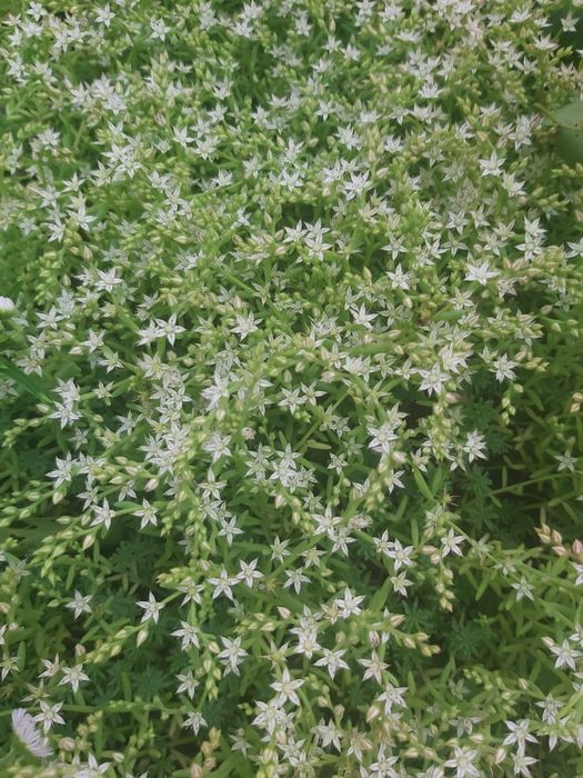 Очиток седум Покритонасінні