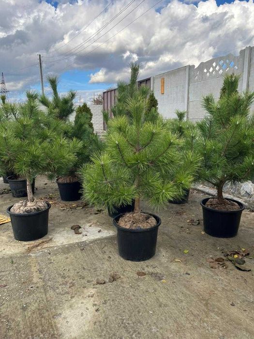 Сосна в горщиках на Новий рік від 1750 до 5000 грн