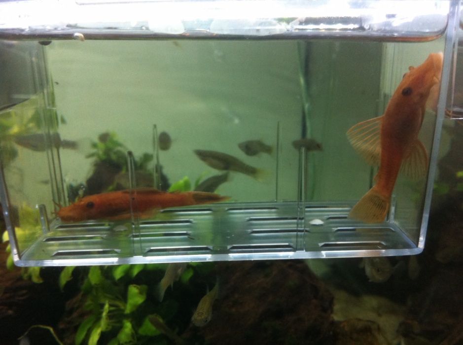 Casal de Ancistrus