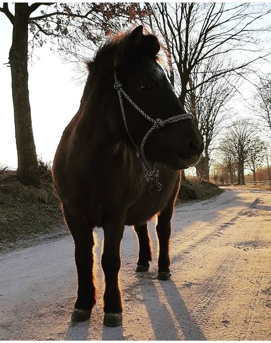 11 letnia klacz sprzedam lub zamienię