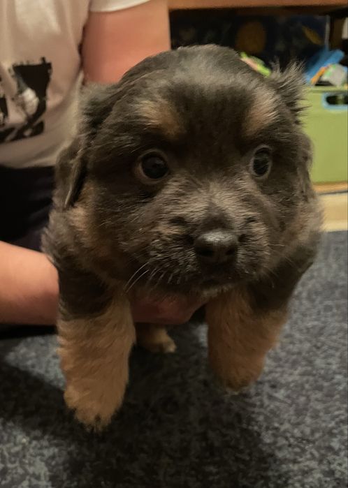 EDIT: Kochające domy dla szczeniaczków pilnie poszukiwane