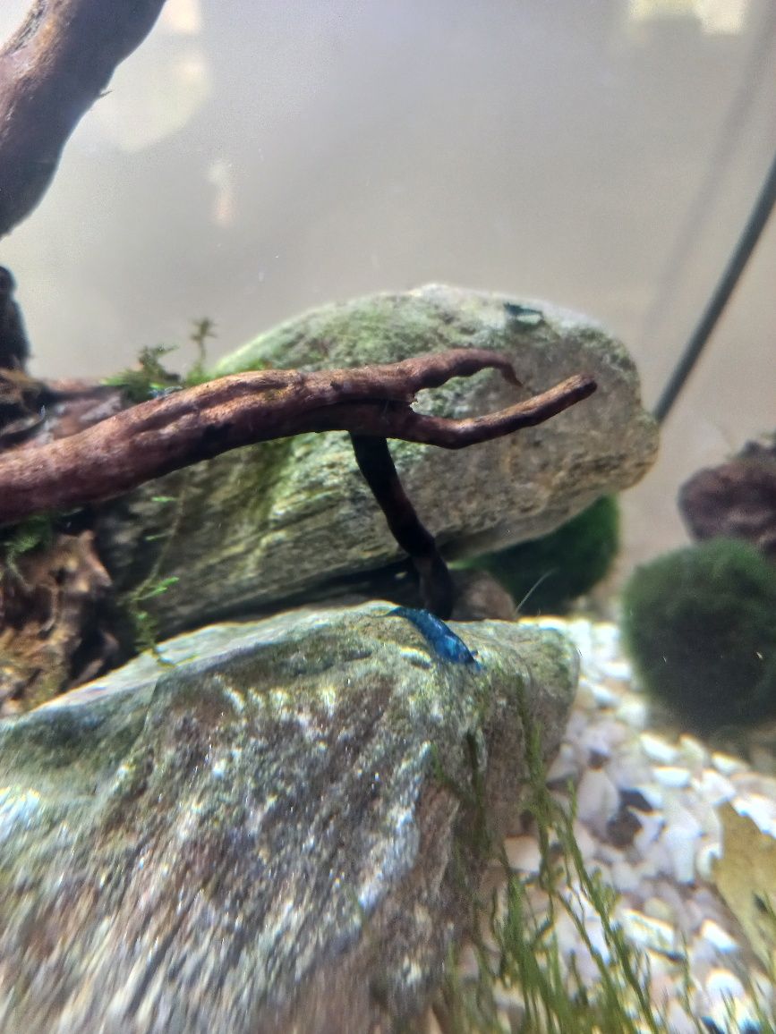 Krewetki Blue Velvet Neocaridina